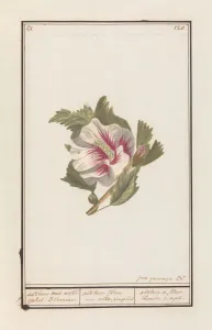 Hibiscus Hibiscus syriacus Althea white ankle Blomme Hibiscus Hibiscus syriacus Althea white ankle Blomme