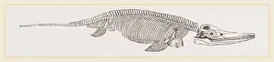 Ancient Marine Life Prints: Ichthyosaurus