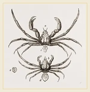 Nature Photography Gallery Prints: Inachus Scorpio