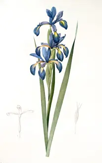 Iris spuria Print, hand-colored engraving