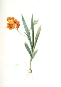 Ixia miniata, Tritonia deusta; Ixia minimum, Copper-color Tritonia, Redoute, Pierre Ixia miniata, Tritonia deusta; Ixia minimum, Copper-color Tritonia, Redoute, Pierre