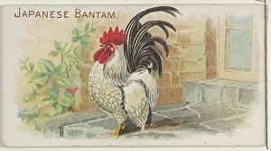 Japanese Bantam Prize Game Chickens series N20 Japanese Bantam Prize Game Chickens series N20