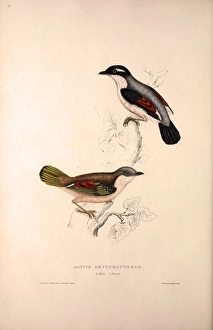 Lanius Erythropterus, Himalayan Shrike-babbler. Birds from the Himalaya Mountains Lanius Erythropterus, Himalayan Shrike-babbler. Birds from the Himalaya Mountains