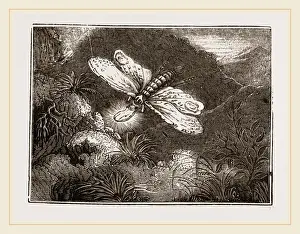 Framed Print : Lantern-Fly Print by Librifly Framed Print : Lantern-Fly Print by Librifly