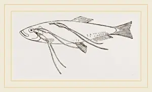 Nature Photography Collection Prints: Lerneans on Sprat