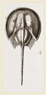 Limalus Nolucanus Print
