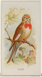 Linnet Song Birds World series N23 Allen & Ginter Cigarettes Linnet Song Birds World series N23 Allen & Ginter Cigarettes