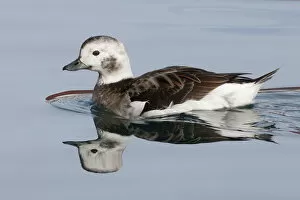Images Dated 6th April 2006: Long-tailed Duck female, Clangula hyemalis
