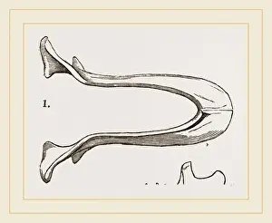 Natural History Museum Exhibits Prints: Lower Jaw and Teeth of Galeopithecus Temminckii
