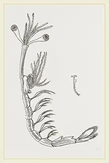 Nature Photography Gallery Prints: Lucifer typus