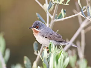 Images Dated 8th May 2010: Male Eastern Subalpine Warbler, Sylvia cantillans