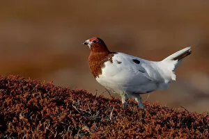 Images Dated 24th May 2005: Male Willow Ptarmigan in summer plumage, Lagopus lagopus, Norway