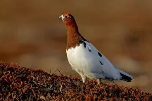 Images Dated 24th May 2005: Male Willow Ptarmigan in summer plumage, Lagopus lagopus, Norway