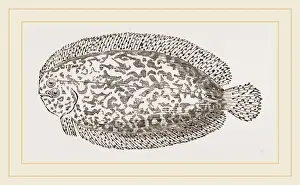 Natural History Of Fish Prints: Marbled Sole