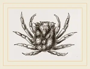 Nature Illustration Prints: Micippa Philyra