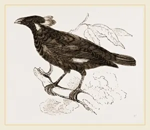 Wildlife Photography Gallery Prints: Mino-Bird