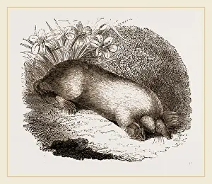 Mole Mole Print by Librifly