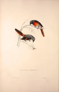 Muscepeta Peregrina. Birds from the Himalaya Mountains, engraving 1831 by Elizabeth Gould Muscepeta Peregrina. Birds from the Himalaya Mountains, engraving 1831 by Elizabeth Gould