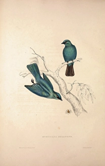 Muscicapa Melanops. Birds from the Himalaya Mountains, engraving 1831 by Elizabeth Gould Muscicapa Melanops. Birds from the Himalaya Mountains, engraving 1831 by Elizabeth Gould