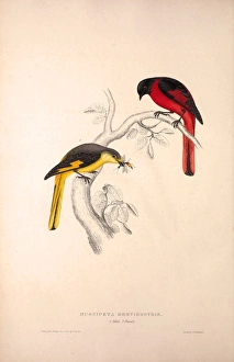 Muscipeta Brevirostris. Birds from the Himalaya Mountains, engraving 1831 by Elizabeth Muscipeta Brevirostris. Birds from the Himalaya Mountains, engraving 1831 by Elizabeth