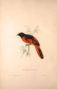Muscipeta Princeps. Birds from the Himalaya Mountains, engraving 1831 by Elizabeth Gould Muscipeta Princeps. Birds from the Himalaya Mountains, engraving 1831 by Elizabeth Gould