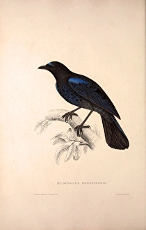 Myophonus Horsfieldii, Malabar Whistling Thrush. Birds from the Himalaya Mountains Myophonus Horsfieldii, Malabar Whistling Thrush. Birds from the Himalaya Mountains