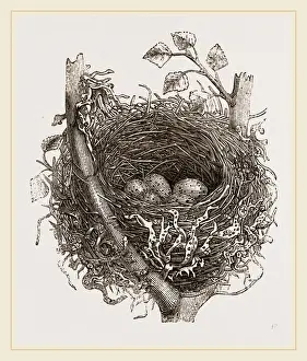 Wildlife Nesting Sites Prints: Nest of Mistle Thrush