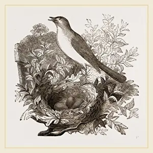 Nightingale Bird Prints: Nightingale