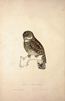 Noctua Cuculoides. Birds from the Himalaya Mountains, engraving 1831 by Elizabeth Gould Noctua Cuculoides. Birds from the Himalaya Mountains, engraving 1831 by Elizabeth Gould
