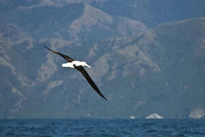 Images Dated 22nd February 2009: Northern Royal Albatross, Diomedea sanfordi, New Zealand