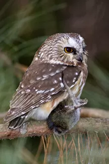 Images Dated 8th January 2005: Northern Saw-whet Owl, Aegolius acadicus, United States