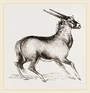 Oryx