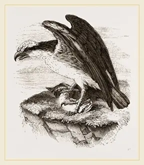 Marine Bird Conservation Prints: Osprey