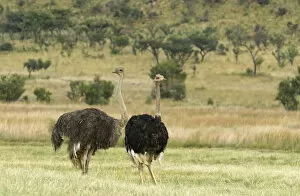 Images Dated 11th February 2007: Ostrich, Struthio camelus