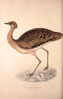 Otis Himalayanus (female) or Delicious Bustard, Otis deliciosa Otis Himalayanus (female) or Delicious Bustard, Otis deliciosa