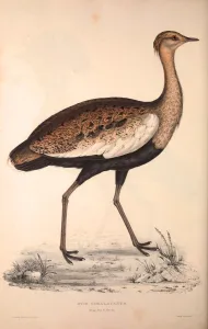 Otis Himalayanus (young male) or Delicious Bustard, Otis deliciosa Otis Himalayanus (young male) or Delicious Bustard, Otis deliciosa