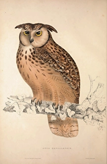 Otus Bengalensis, Owls. Birds from the Himalaya Mountains, engraving 1831 by Elizabeth Otus Bengalensis, Owls. Birds from the Himalaya Mountains, engraving 1831 by Elizabeth