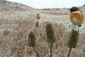 Images Dated 3rd January 2009: Pair of European Stonechats, Saxicola rubicola