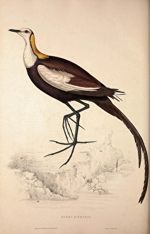 Parra Sinensis, Pheasant-Tailed Jacana.A jacana in the monotypic genus Hydrophasianus Parra Sinensis, Pheasant-Tailed Jacana.A jacana in the monotypic genus Hydrophasianus
