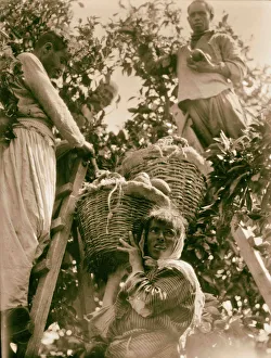 People tree picking fruit 1936 Israel Lachish People tree picking fruit 1936 Israel Lachish