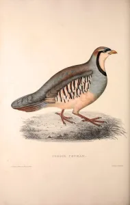 Perdix Chukar, Chukar Partridge. Eurasian upland gamebird in the pheasant family Perdix Chukar, Chukar Partridge. Eurasian upland gamebird in the pheasant family