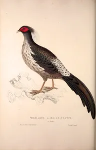 Phasianus Albo-Cristatus, Pheasant. Birds from the Himalaya Mountains, engraving Phasianus Albo-Cristatus, Pheasant. Birds from the Himalaya Mountains, engraving