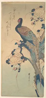 Chrysanthemums with a Pheasant Print