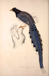 Pica Erythrorhyncha. Birds from the Himalaya Mountains, engraving 1831 by Elizabeth Gould Pica Erythrorhyncha. Birds from the Himalaya Mountains, engraving 1831 by Elizabeth Gould