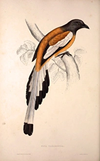 Pica Vagabunda. Birds from the Himalaya Mountains, engraving 1831 by Elizabeth Gould Pica Vagabunda. Birds from the Himalaya Mountains, engraving 1831 by Elizabeth Gould