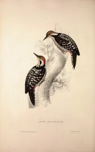 Picus Brunifrons. Birds from the Himalaya Mountains, engraving 1831 by Elizabeth Gould Picus Brunifrons. Birds from the Himalaya Mountains, engraving 1831 by Elizabeth Gould
