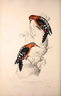 Picus Hyperythrus, Rufous-bellied Woodpecker Picus Hyperythrus, Rufous-bellied Woodpecker