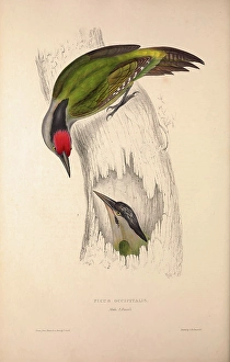 Picus Occipitalis. Birds from the Himalaya Mountains, engraving 1831 by Elizabeth Gould Picus Occipitalis. Birds from the Himalaya Mountains, engraving 1831 by Elizabeth Gould