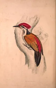 Picus Shorii, Dinopium shorii shorii, Himalayan Flameback, also known as the Himalayan Picus Shorii, Dinopium shorii shorii, Himalayan Flameback, also known as the Himalayan