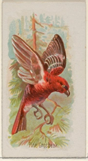 Pine Grosbeak Song Birds World series N23 Allen & Ginter Cigarettes Pine Grosbeak Song Birds World series N23 Allen & Ginter Cigarettes
